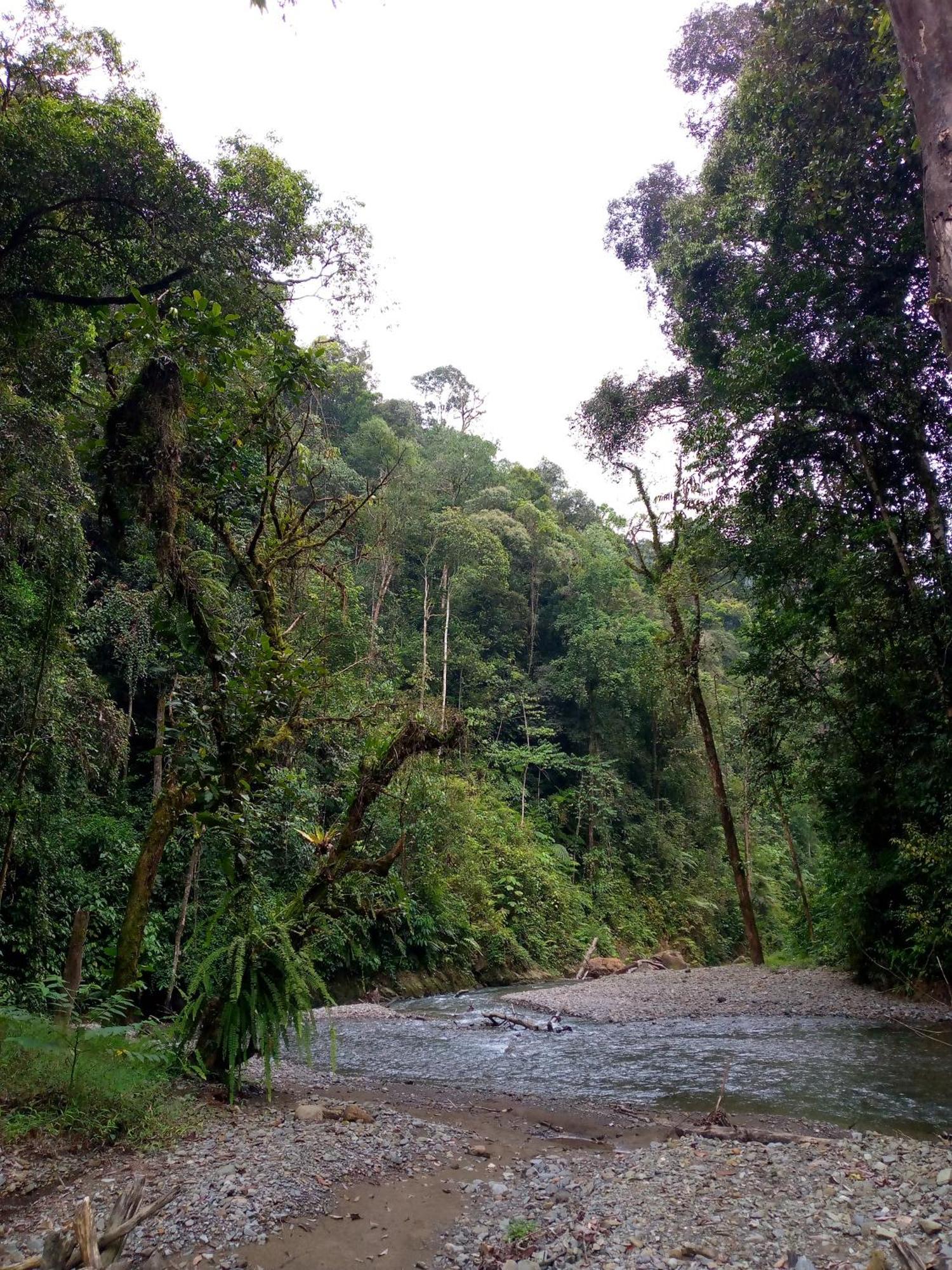 Asim Paris Guesthouse & Jungle Trekking 武吉拉旺 外观 照片